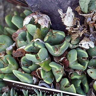 Conophytum frutescens unspecified picture