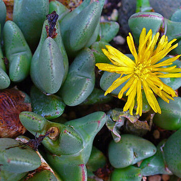 Conophytum obscurum unspecified picture