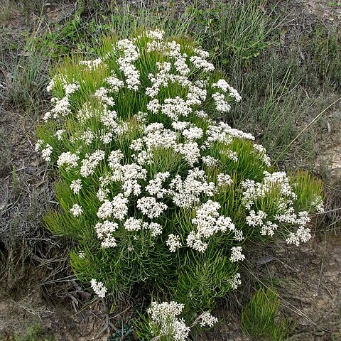 Conospermum mitchellii unspecified picture