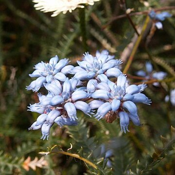 Conospermum caeruleum unspecified picture