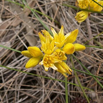 Conostylis aurea unspecified picture