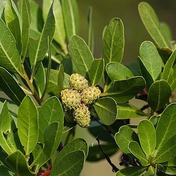 Conocarpus unspecified picture