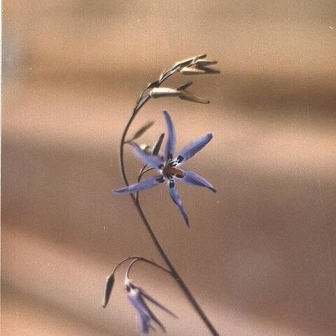 Tecophilaeaceae unspecified picture