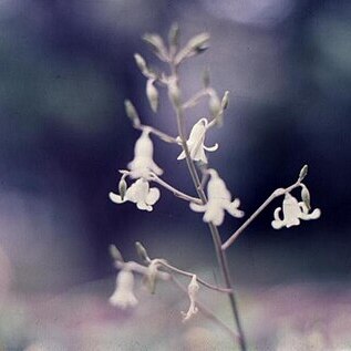 Conanthera parvula unspecified picture