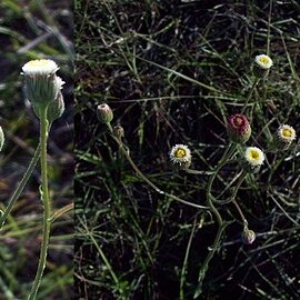 Erigeron monorchis unspecified picture