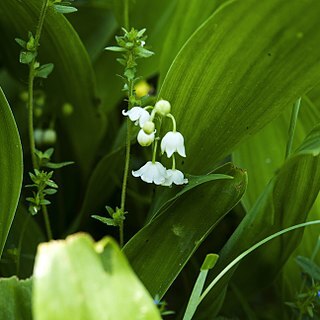 Convallaria keiskei unspecified picture