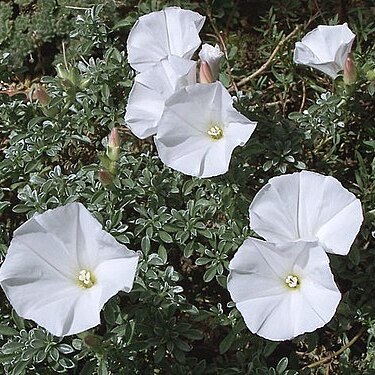 Convolvulus assyricus unspecified picture