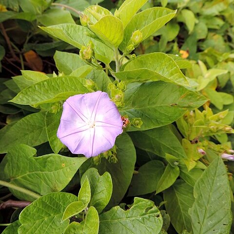 Convolvulus massonii unspecified picture