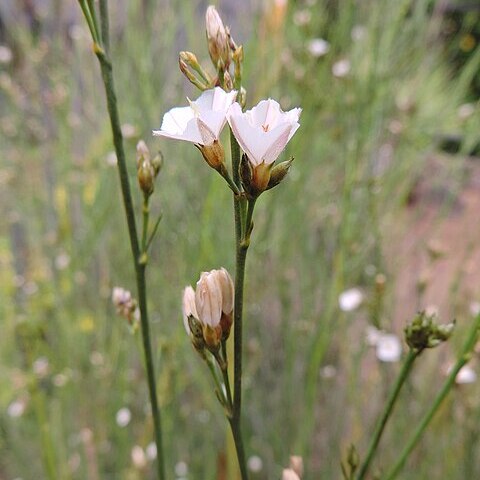 Convolvulus scoparius unspecified picture