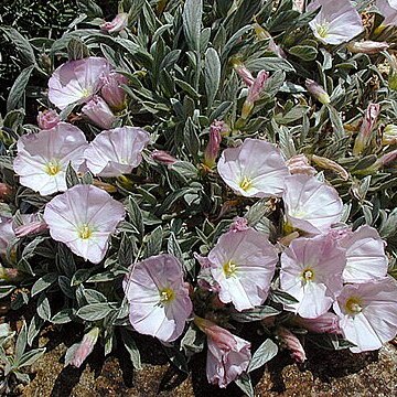 Convolvulus boissieri unspecified picture