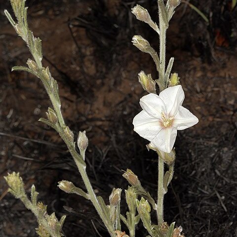 Convolvulus ocellatus unspecified picture