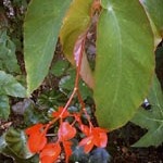 Begonia macduffieana unspecified picture