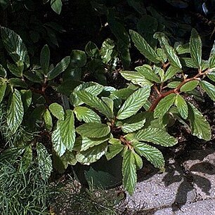 Begonia ulmifolia unspecified picture