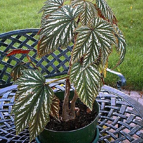 Begonia wollnyi unspecified picture