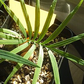 Cycas zambalensis unspecified picture