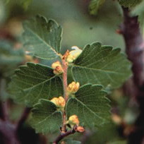 Zelkova sicula unspecified picture