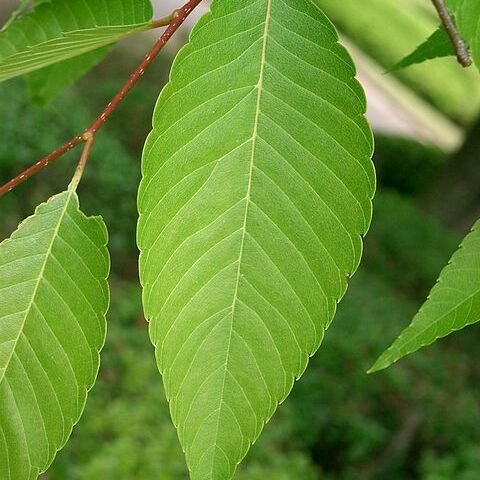 Zelkova unspecified picture