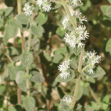 Origanum syriacum unspecified picture