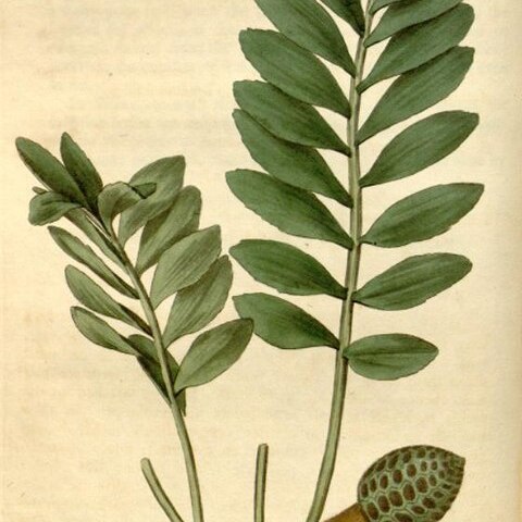 Zamia pygmaea unspecified picture