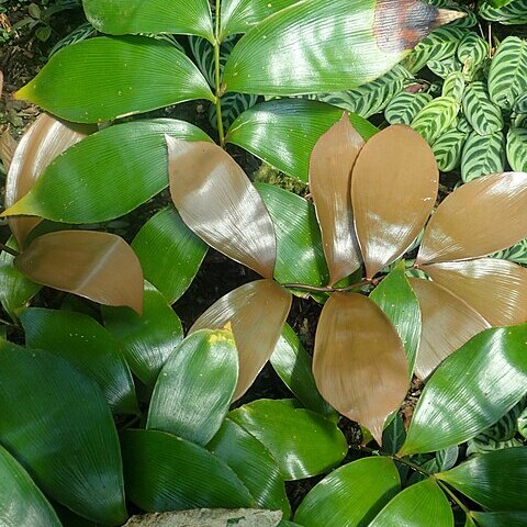 Zamia purpurea unspecified picture