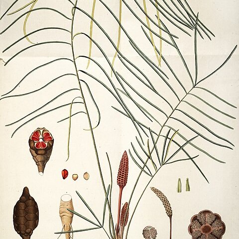 Zamia angustifolia unspecified picture