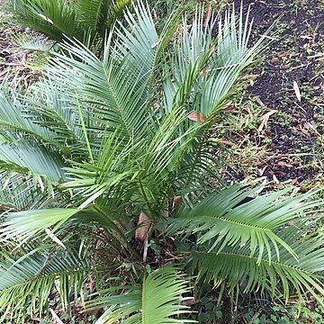 Zamia inermis unspecified picture