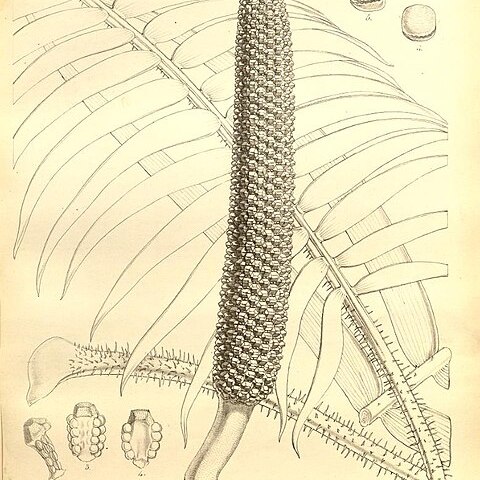 Zamia chigua unspecified picture