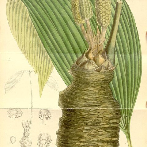 Zamia wallisii unspecified picture