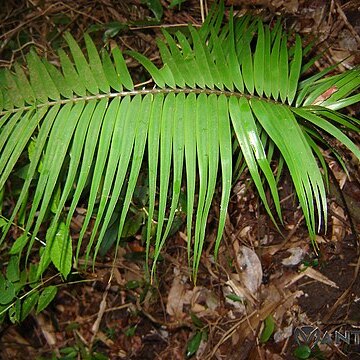 Zamia oreillyi unspecified picture