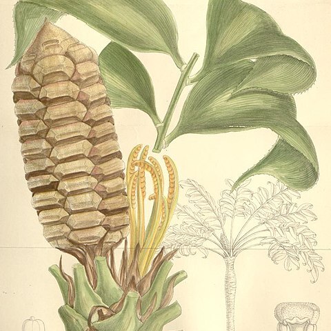 Zamia obliqua unspecified picture