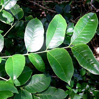 Zanthoxylum pinnatum unspecified picture