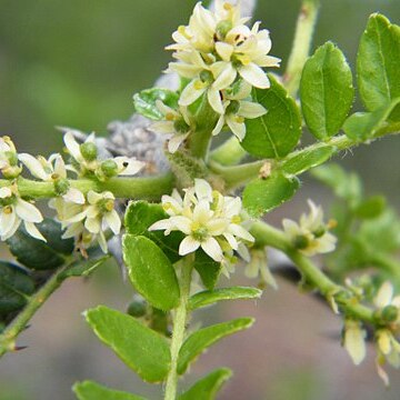 Zanthoxylum humile unspecified picture