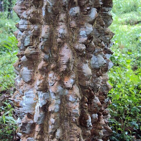 Zanthoxylum rhetsa unspecified picture