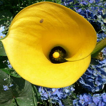 Zantedeschia elliottiana unspecified picture