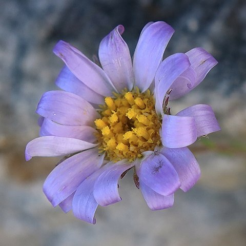 Zyrphelis taxifolia unspecified picture