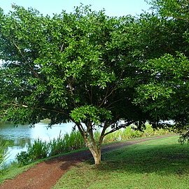 Zygia latifolia unspecified picture