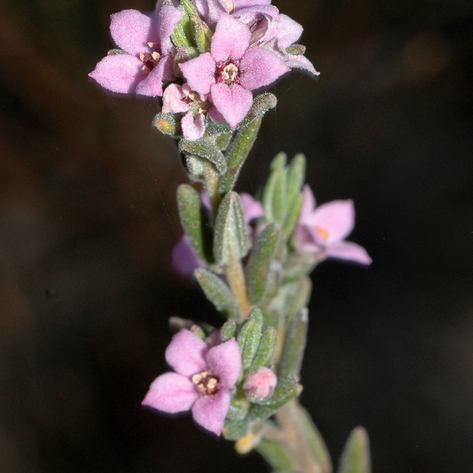 Zieria veronicea unspecified picture