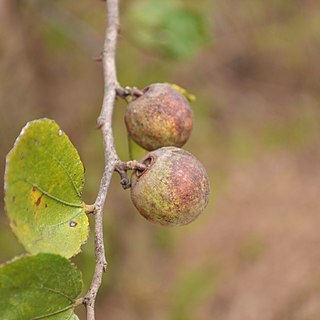 Ziziphus xylopyrus unspecified picture