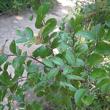 Ziziphus nummularia unspecified picture