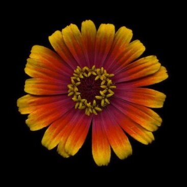 Zinnia bicolor unspecified picture