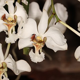 Vanda barnesii unspecified picture