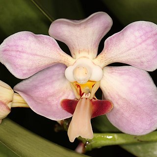 Vanda foetida unspecified picture