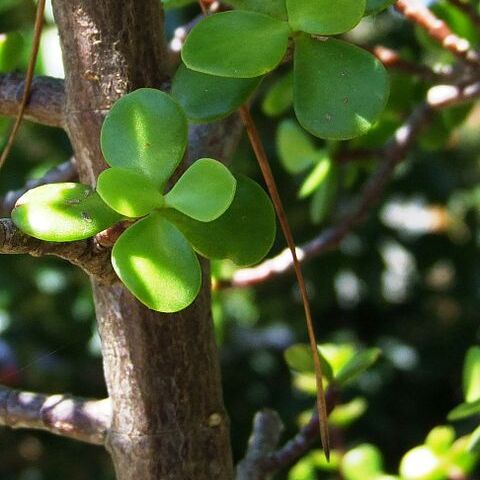 Portulacaria unspecified picture