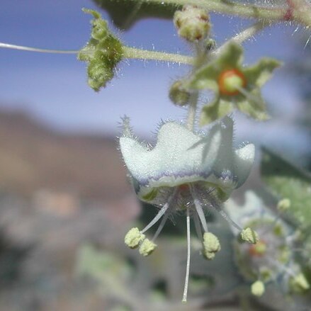 Jaltomata cajacayensis unspecified picture