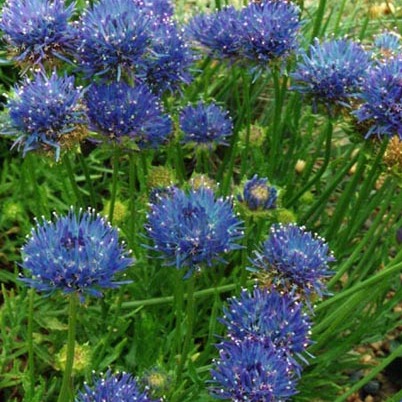 Jasione laevis subsp. laevis unspecified picture