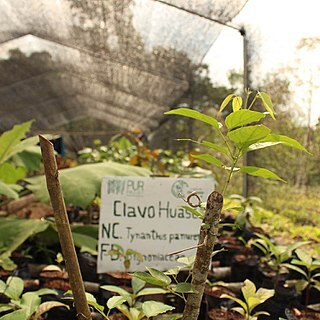 Tynanthus panurensis unspecified picture