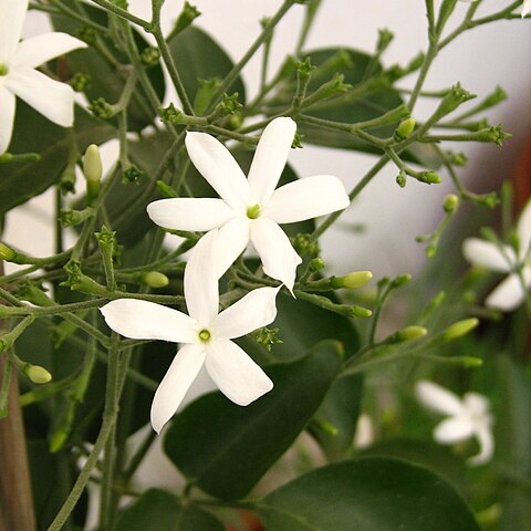 Jasminum azoricum unspecified picture