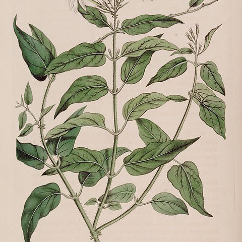 Jasminum elongatum unspecified picture