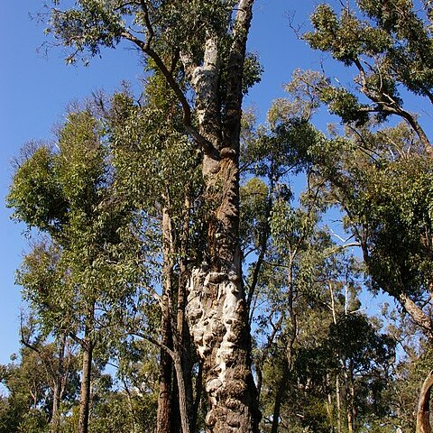 Eucalyptus marginata unspecified picture