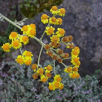 Jacobaea gibbosa unspecified picture